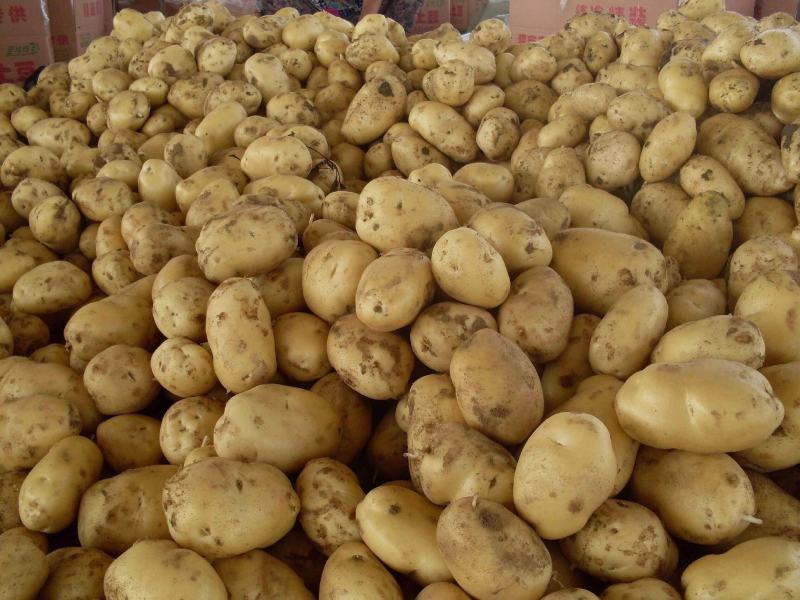夏邑土豆黄心土豆基地现货一手货源保质保量发往全国