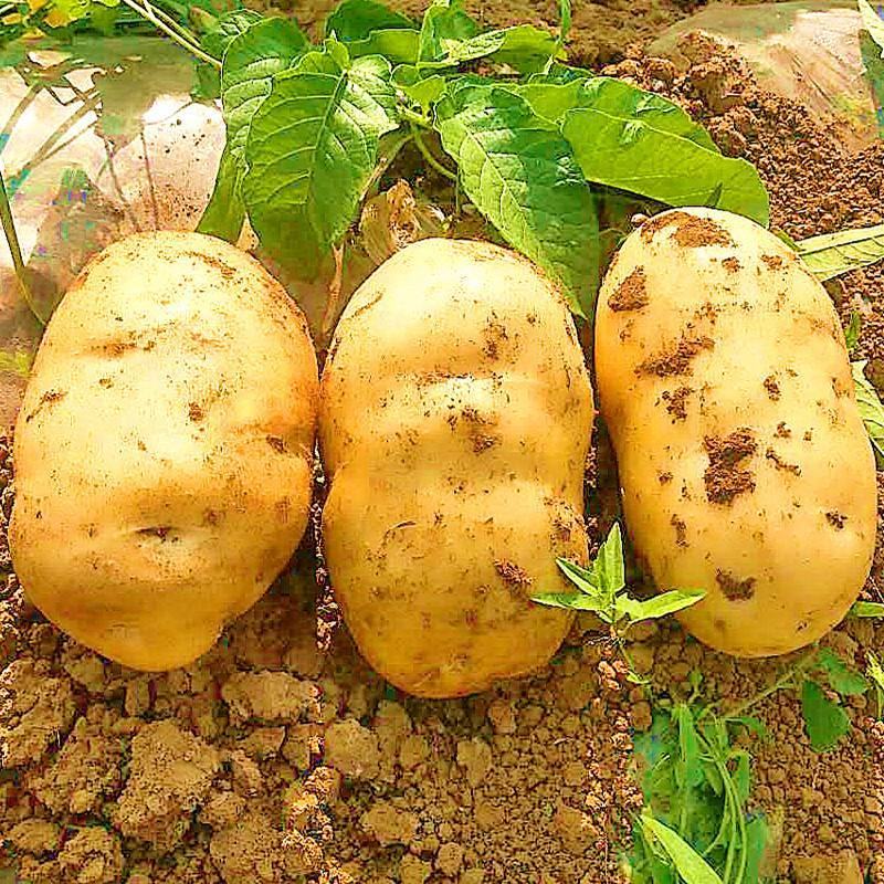 夏邑土豆黄心土豆基地现货一手货源保质保量发往全国