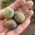 湘莲苗莲藕苗太空36号包回收量大安排销量高产食用莲