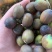 湘莲苗莲藕苗太空36号包回收量大安排销量高产食用莲