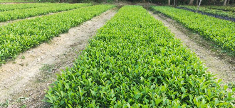 土柠檬(嫁接茶枝柑专用贴木)苗30cm以下