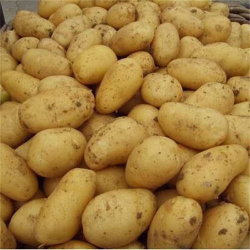 夏邑土豆黄心土豆基地现货一手货源保质保量发往全国