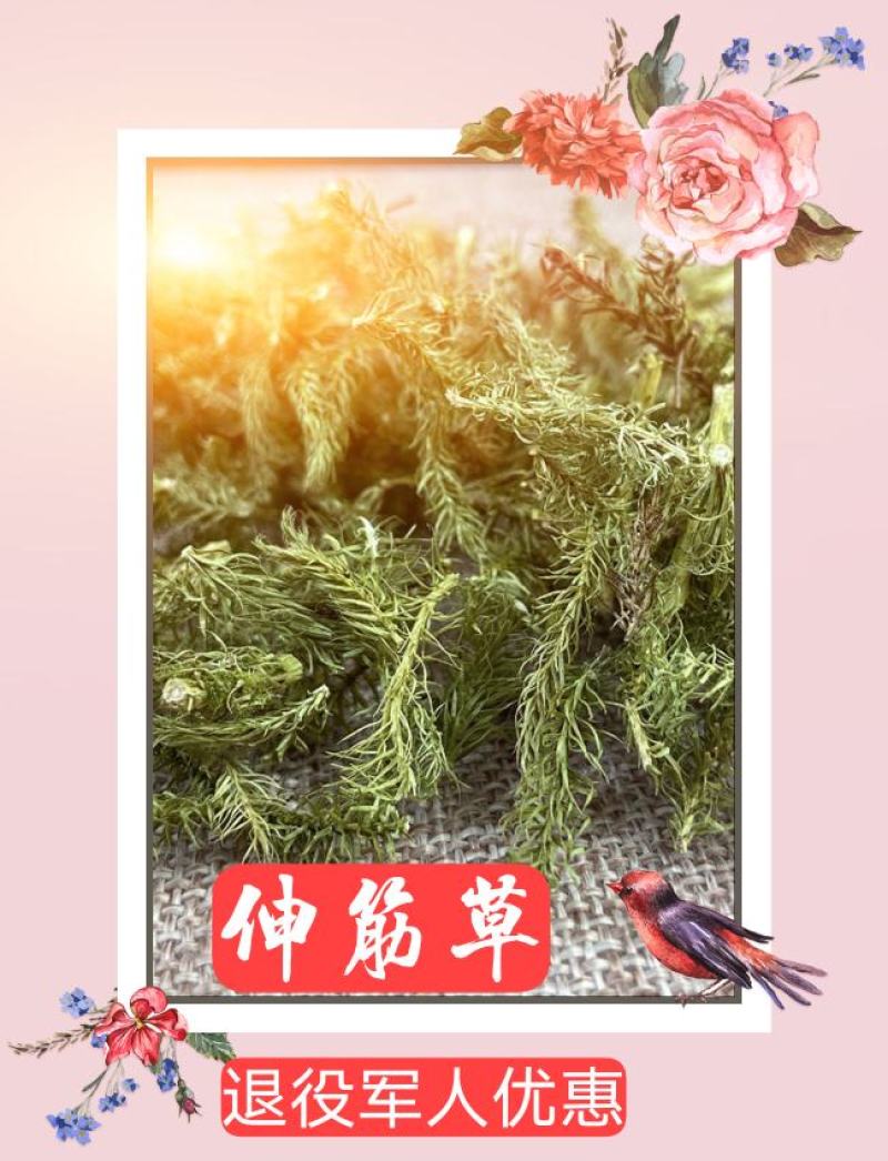 云南野生中药材伸筋草筋骨草舒筋草石松狮子
