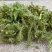 云南野生中药材伸筋草筋骨草舒筋草石松狮子