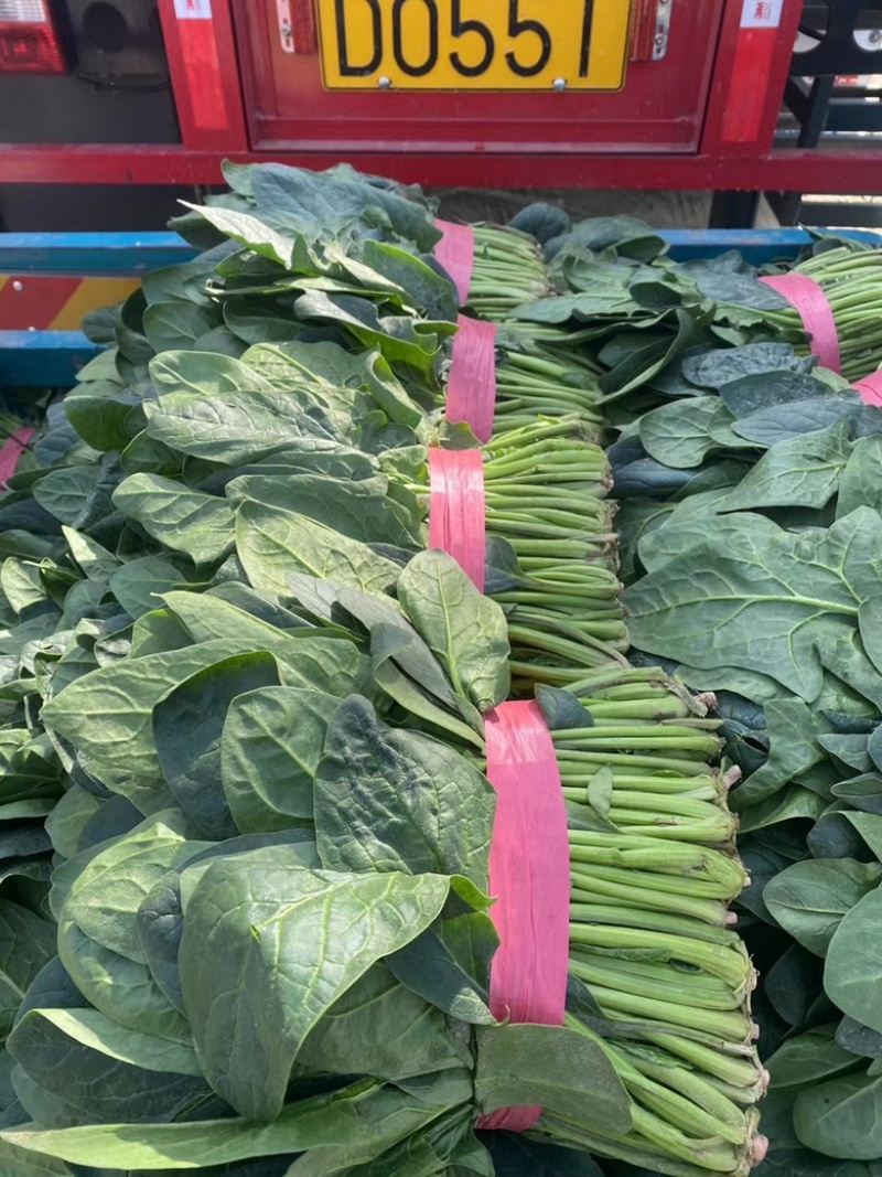 山东省聊城市万亩精品大叶菠菜，聊城专业代收