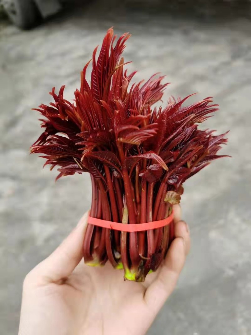 四川精品香椿芽，大竹县红油香椿6号量大从优，产地直供