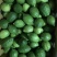 广东香水柠檬香水柠檬基地种植价格低质量好无中间商