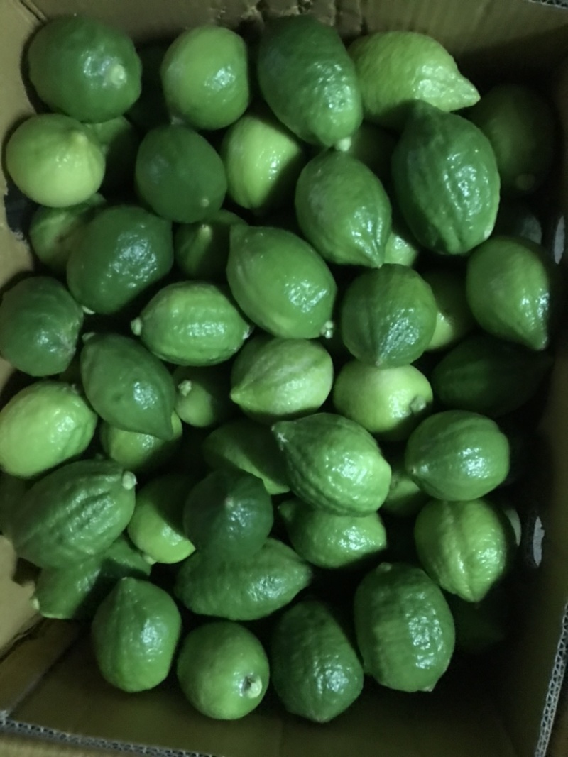广东香水柠檬香水柠檬基地种植价格低质量好无中间商
