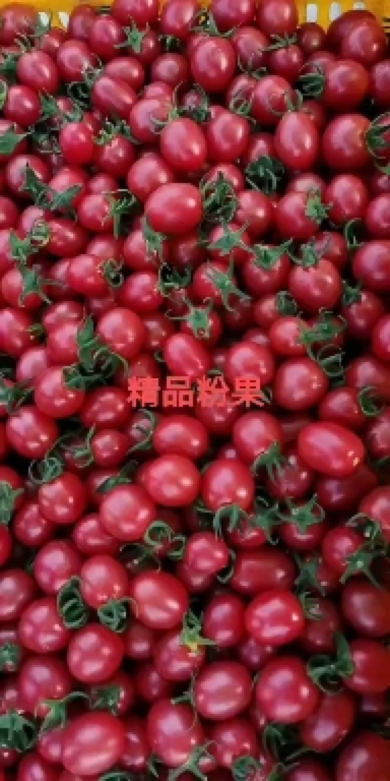 圣女果小西红柿广西田阳县千喜小番茄～优选精品10g起