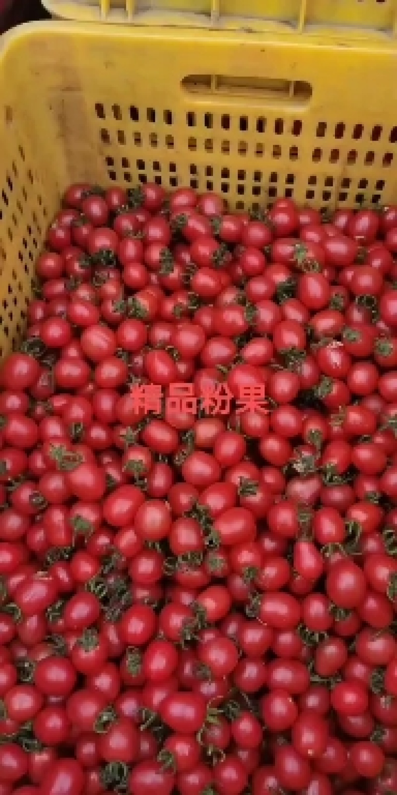 圣女果小西红柿广西田阳县千喜小番茄～优选精品10g起
