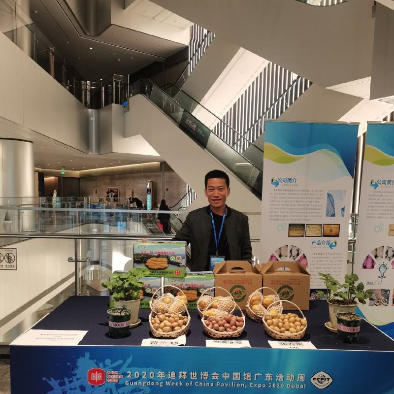 荷兰十五土豆3两以上精品，货鲜走货快，快来下单哦