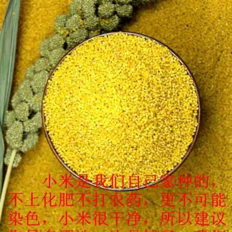 正宗内蒙古赤峰小米