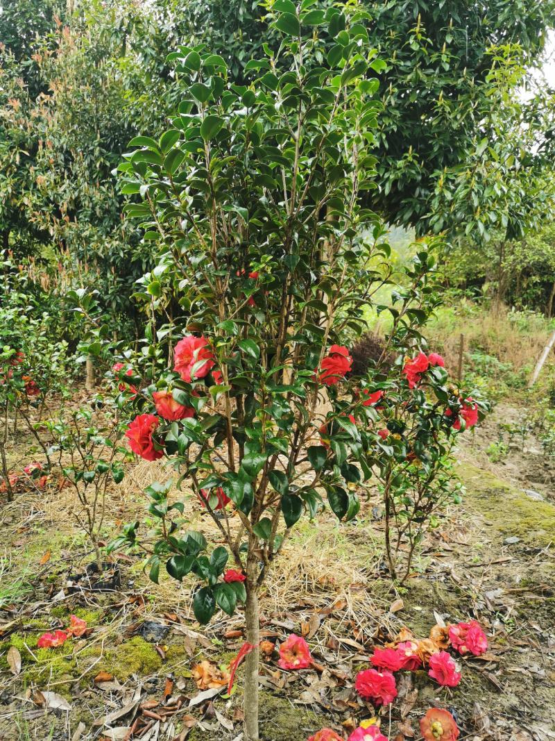 茶花，山茶花