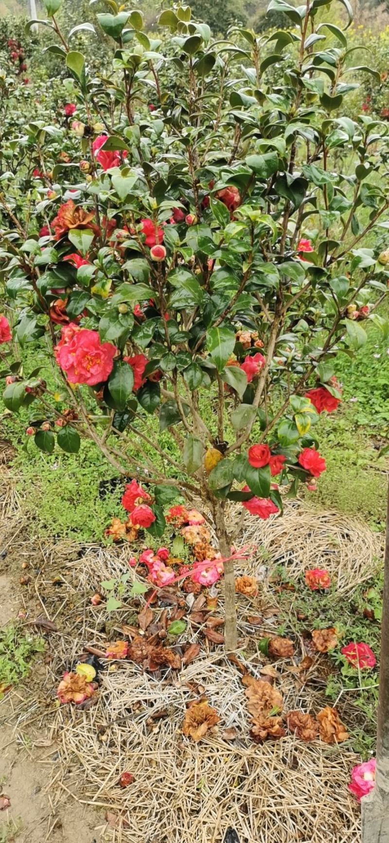 茶花，山茶花