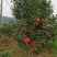茶花，山茶花