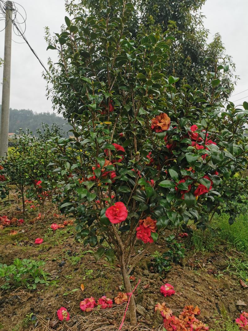茶花，山茶花