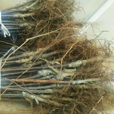 花牛苹果苗，嫁接花牛苹果苗，嫁接5年大龄苹果苗，量大从优