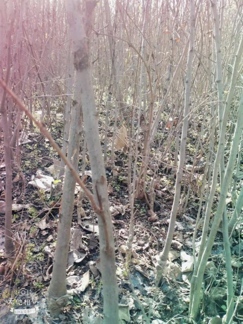 花牛苹果苗，嫁接花牛苹果苗，嫁接5年大龄苹果苗，量大从优