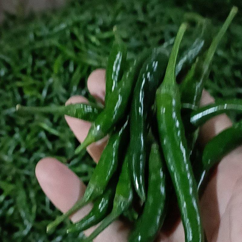 新苗货，青小米椒，红小米椒，大量有货，需要老板联系