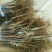 花牛苹果苗，嫁接花牛苹果苗，嫁接5年大龄苹果苗，量大从优