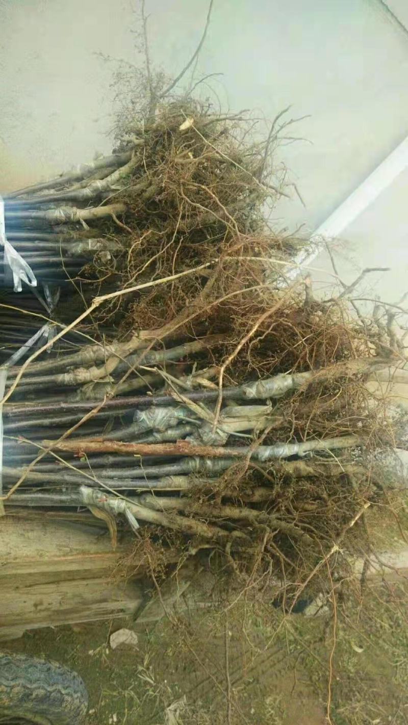 花牛苹果苗，嫁接花牛苹果苗，嫁接5年大龄苹果苗，量大从优