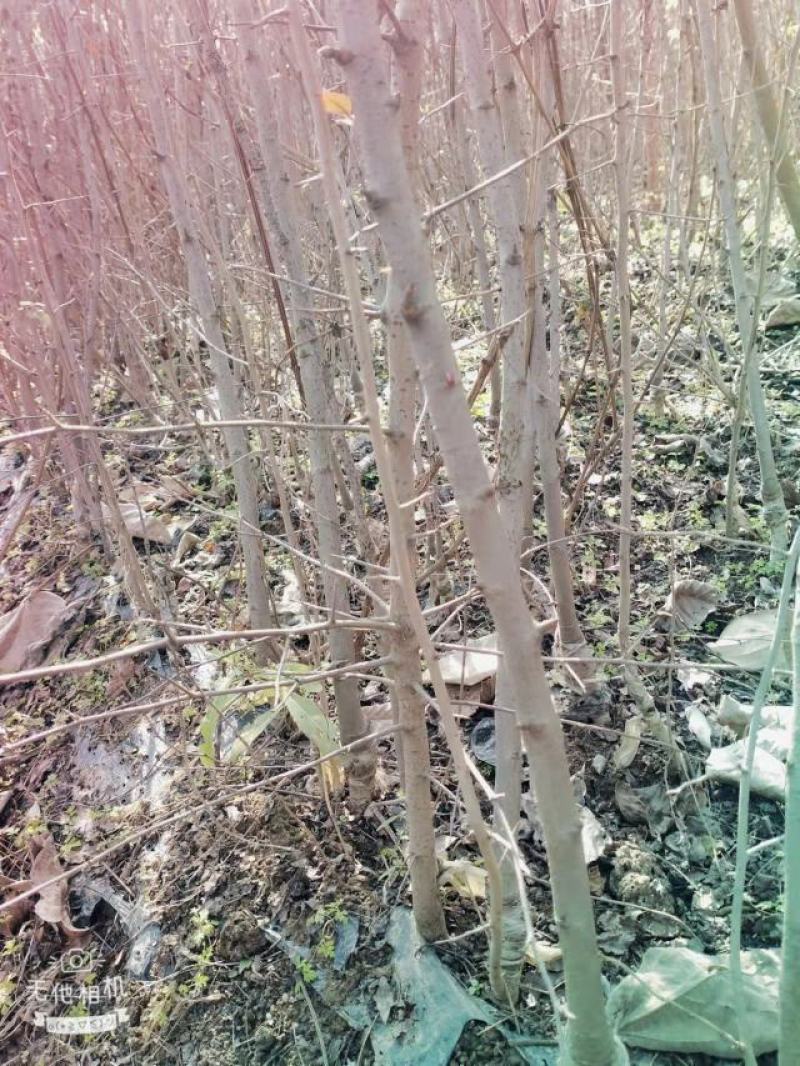 花牛苹果苗，嫁接花牛苹果苗，嫁接5年大龄苹果苗，量大从优
