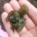 地大菜甘肃临夏特色野生地菜黑地软地大菜甘肃纯野地菜