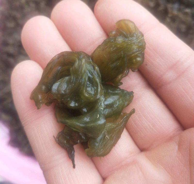 地大菜甘肃临夏特色野生地菜黑地软地大菜甘肃纯野地菜