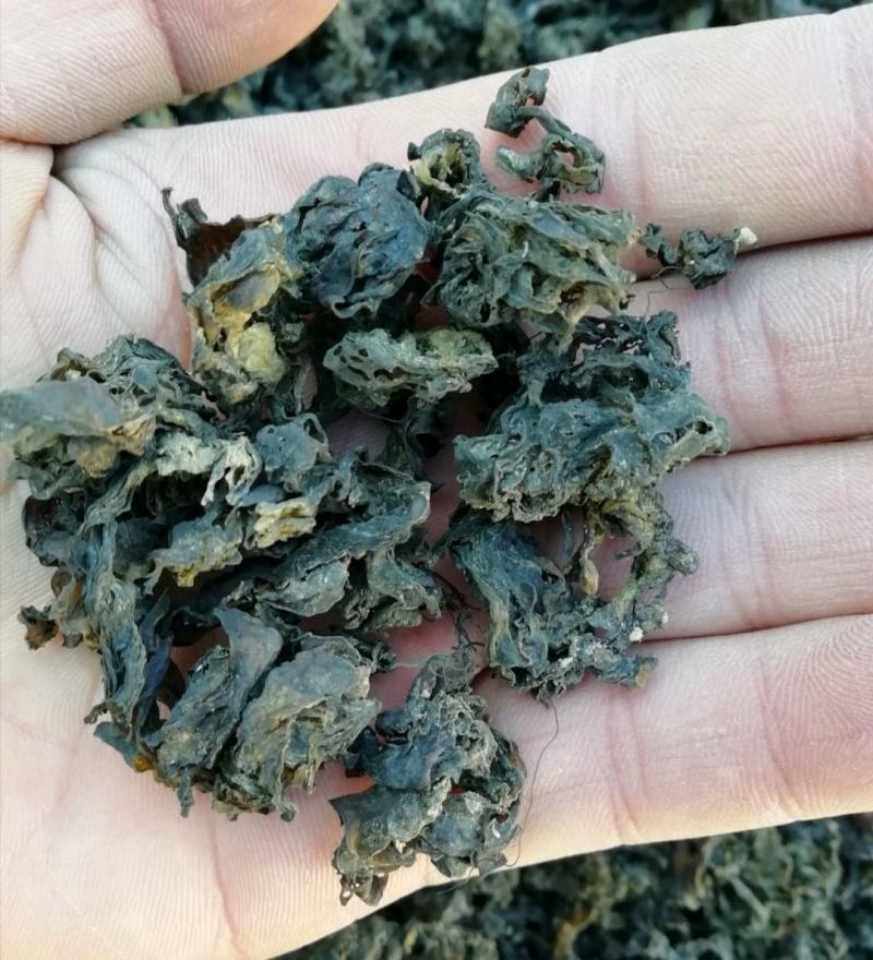 地大菜甘肃临夏特色野生地菜黑地软地大菜甘肃纯野地菜