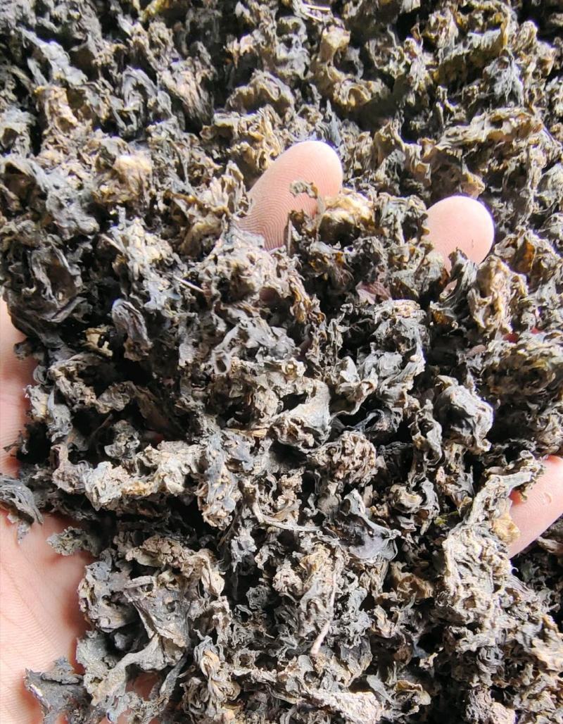 地大菜甘肃临夏特色野生地菜黑地软地大菜甘肃纯野地菜