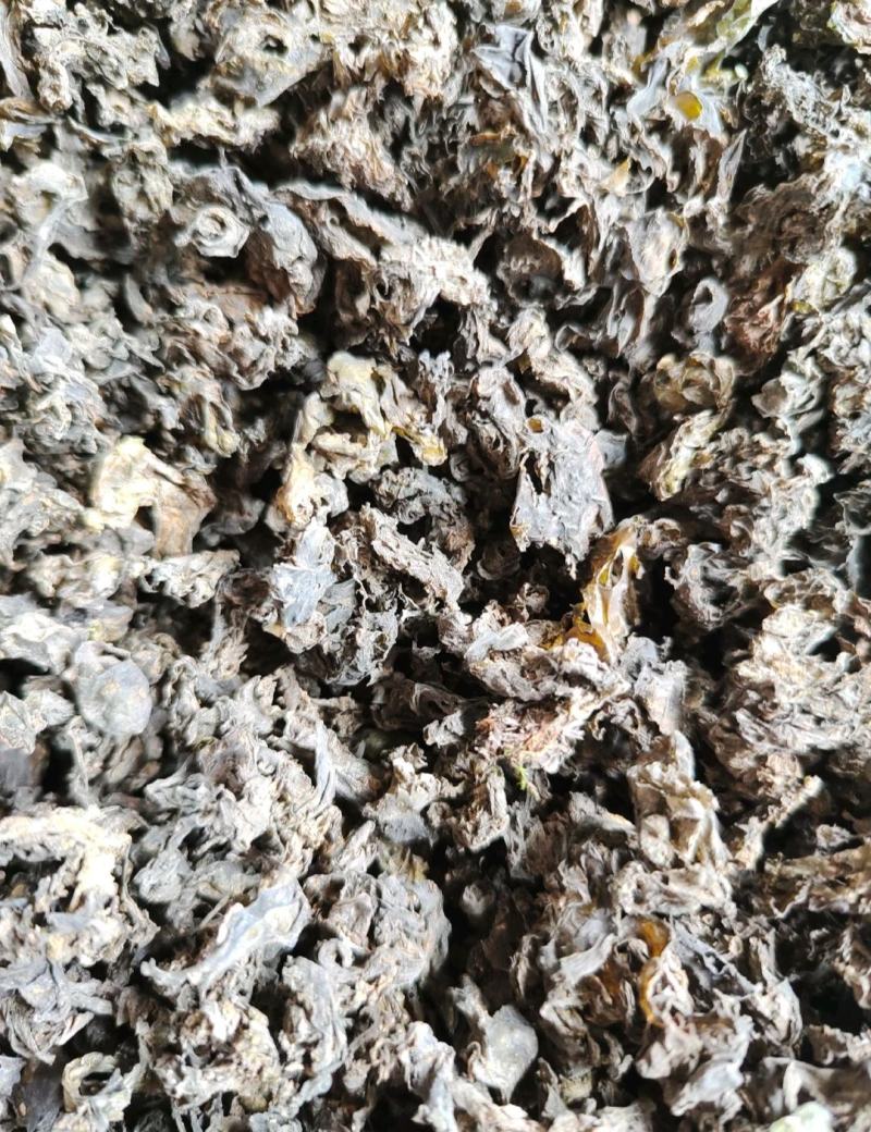 地大菜甘肃临夏特色野生地菜黑地软地大菜甘肃纯野地菜
