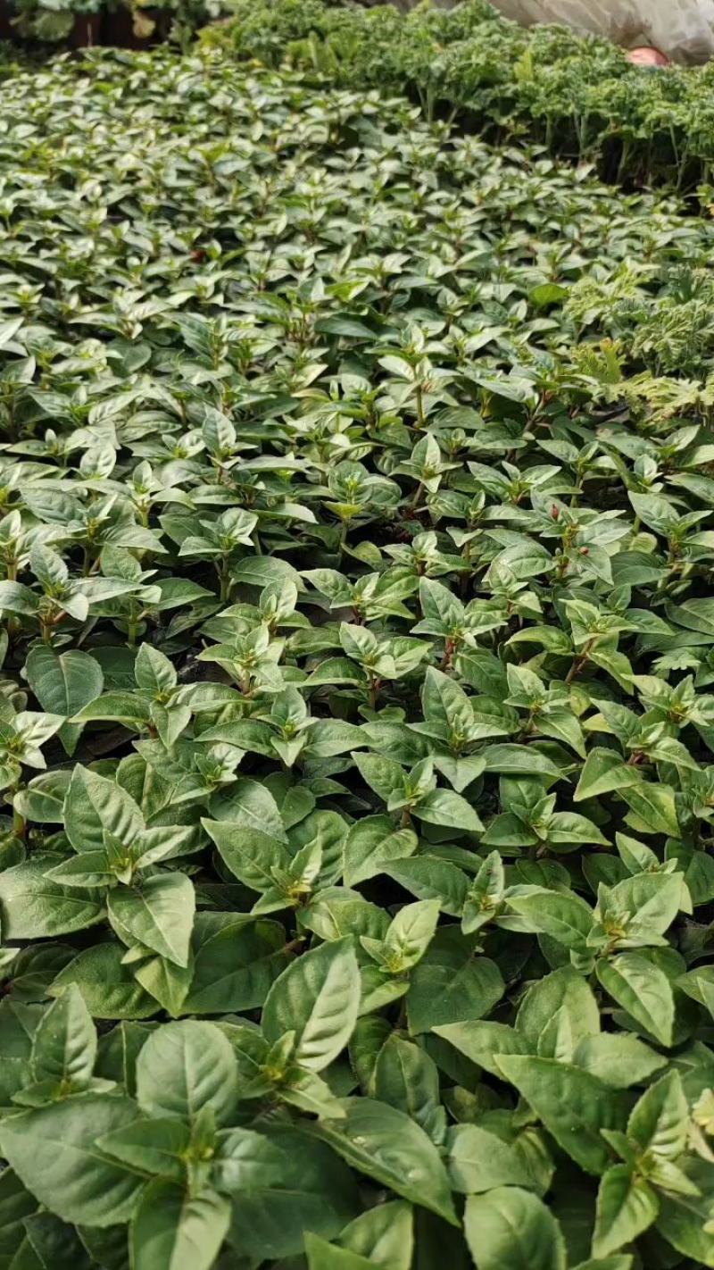 倒挂金钟小苗灯笼花小苗穴盘苗超好养活