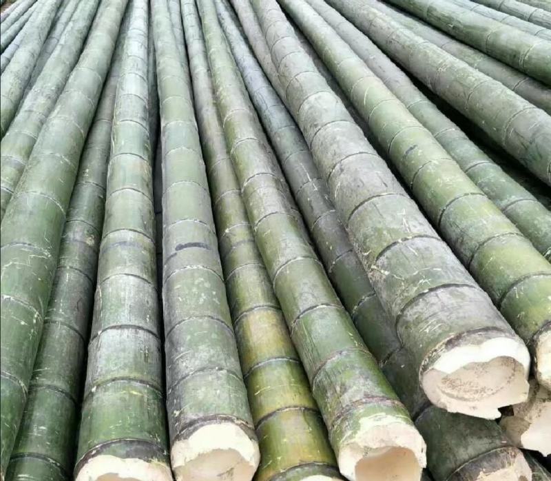 贵州高山精品楠竹竿