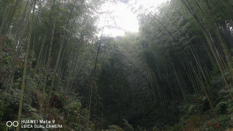贵州高山精品楠竹竿