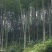 贵州高山精品楠竹竿