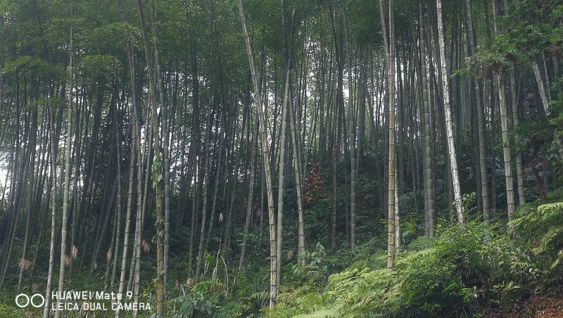 贵州高山精品楠竹竿