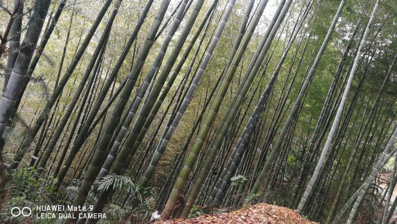 贵州高山精品楠竹竿