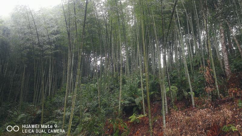 贵州高山精品楠竹竿