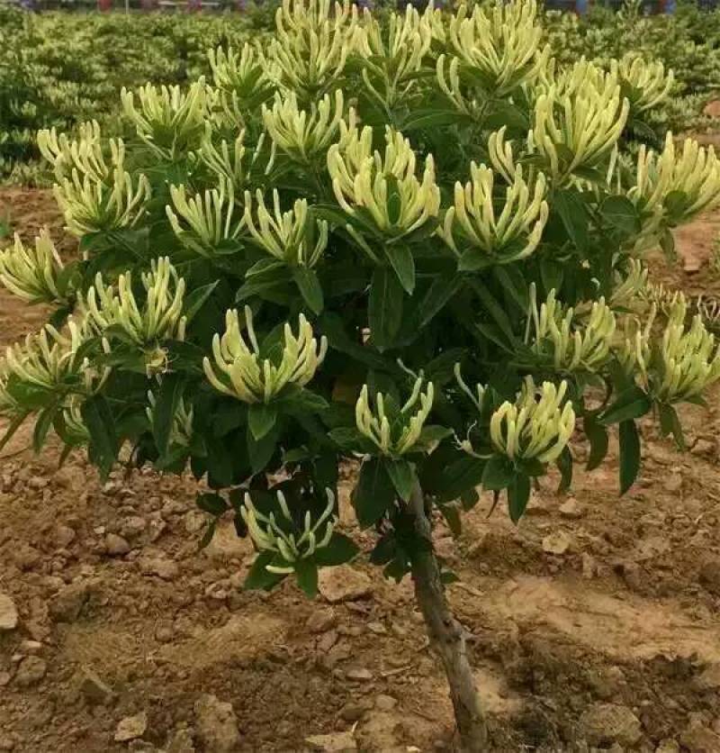 金银花苗.四季金银花苗，百花一号金银花苗.树型金银花苗.