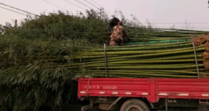 毛竹苗，楠竹苗，苦竹苗，莆竹苗，山上直接采挖装车发货