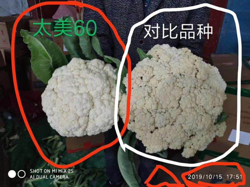 不盖也白盖了更白松花菜种子太美60青梗松花菜种子小米粒