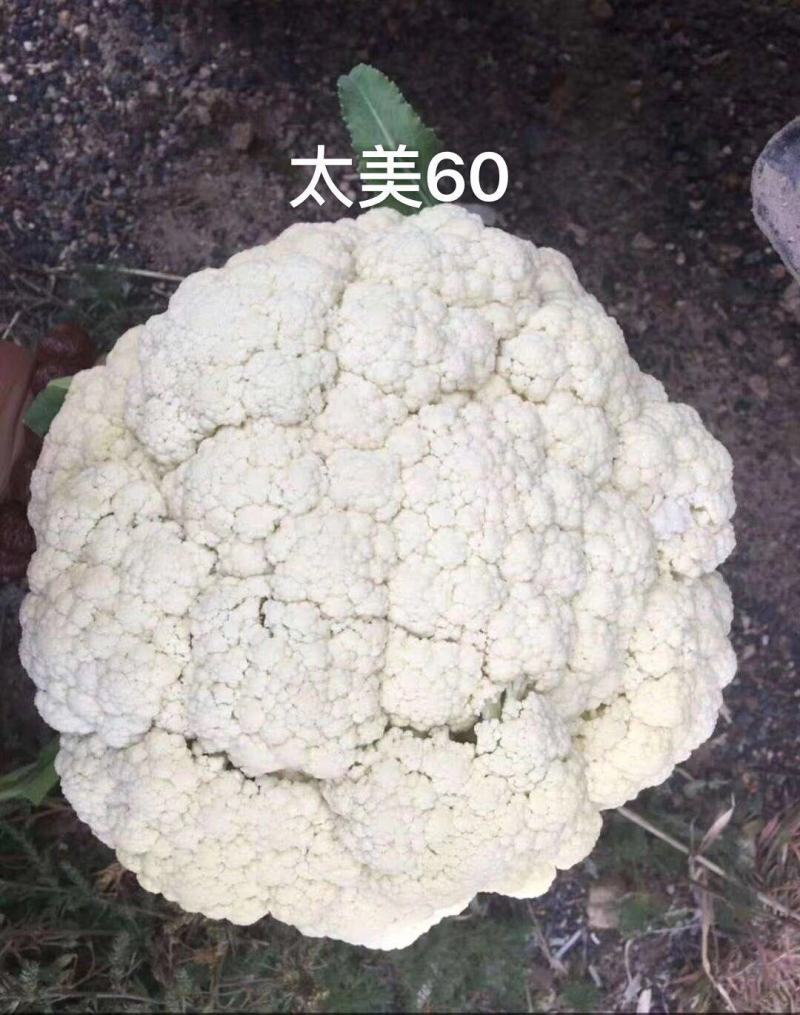 不盖也白盖了更白松花菜种子太美60青梗松花菜种子小米粒