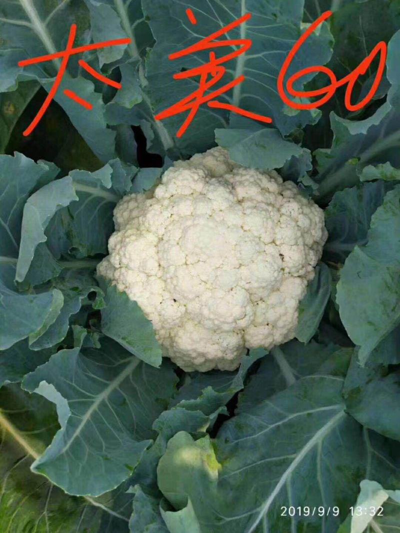 不盖也白盖了更白松花菜种子太美60青梗松花菜种子小米粒