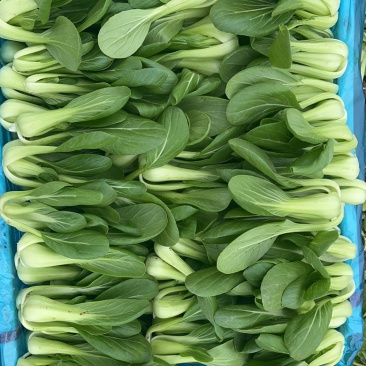 上海清小油菜