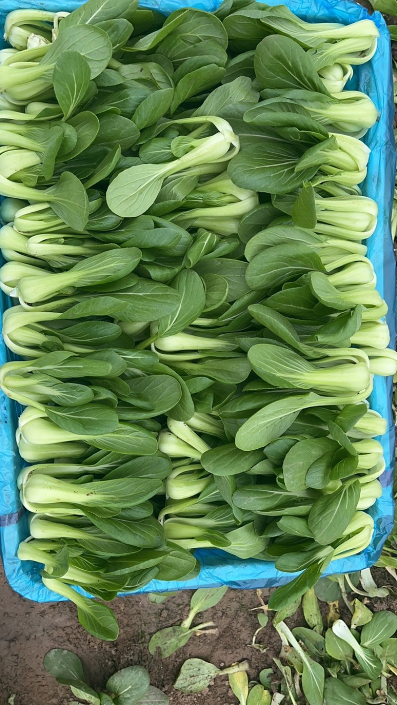 上海清小油菜