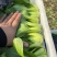 上海清小油菜
