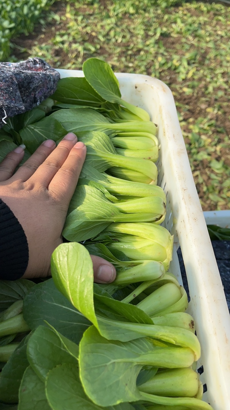 上海清小油菜