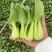 上海清小油菜