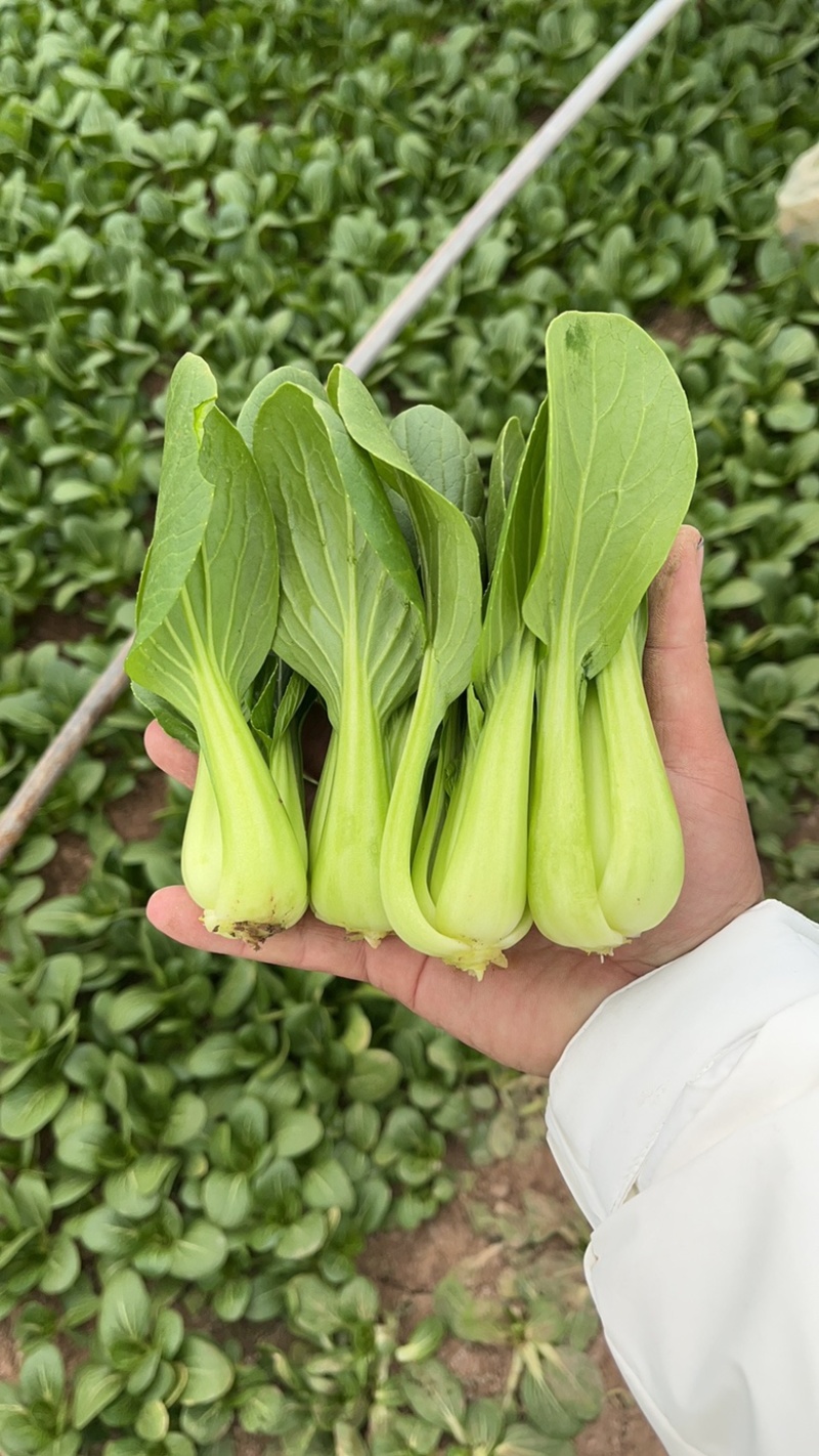 上海清小油菜