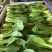 上海清小油菜
